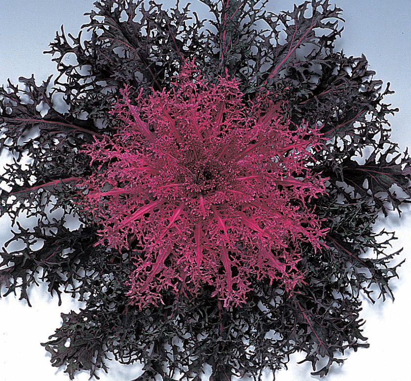 Peacock Red Kale (Ornamental) Natorp's Online Plant Store